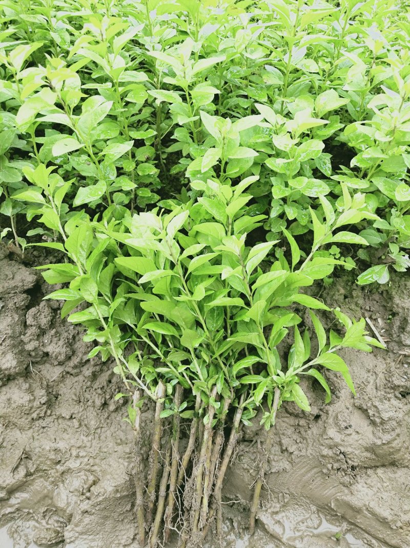 枸杞叶苗枸杞菜枸杞树苗枸杞盆栽,种植大叶食用枸杞