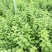 枸杞叶苗枸杞菜枸杞树苗枸杞盆栽,种植大叶食用枸杞