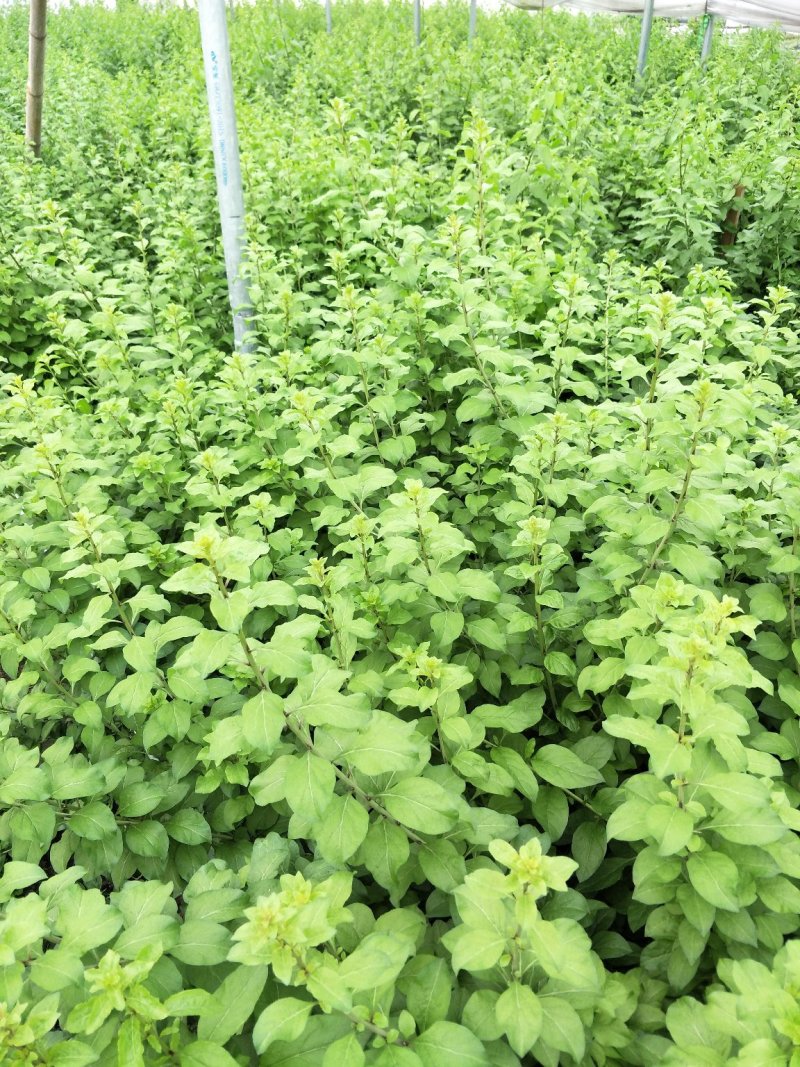 枸杞叶苗枸杞菜枸杞树苗枸杞盆栽,种植大叶食用枸杞