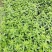 枸杞叶苗枸杞菜枸杞树苗枸杞盆栽,种植大叶食用枸杞
