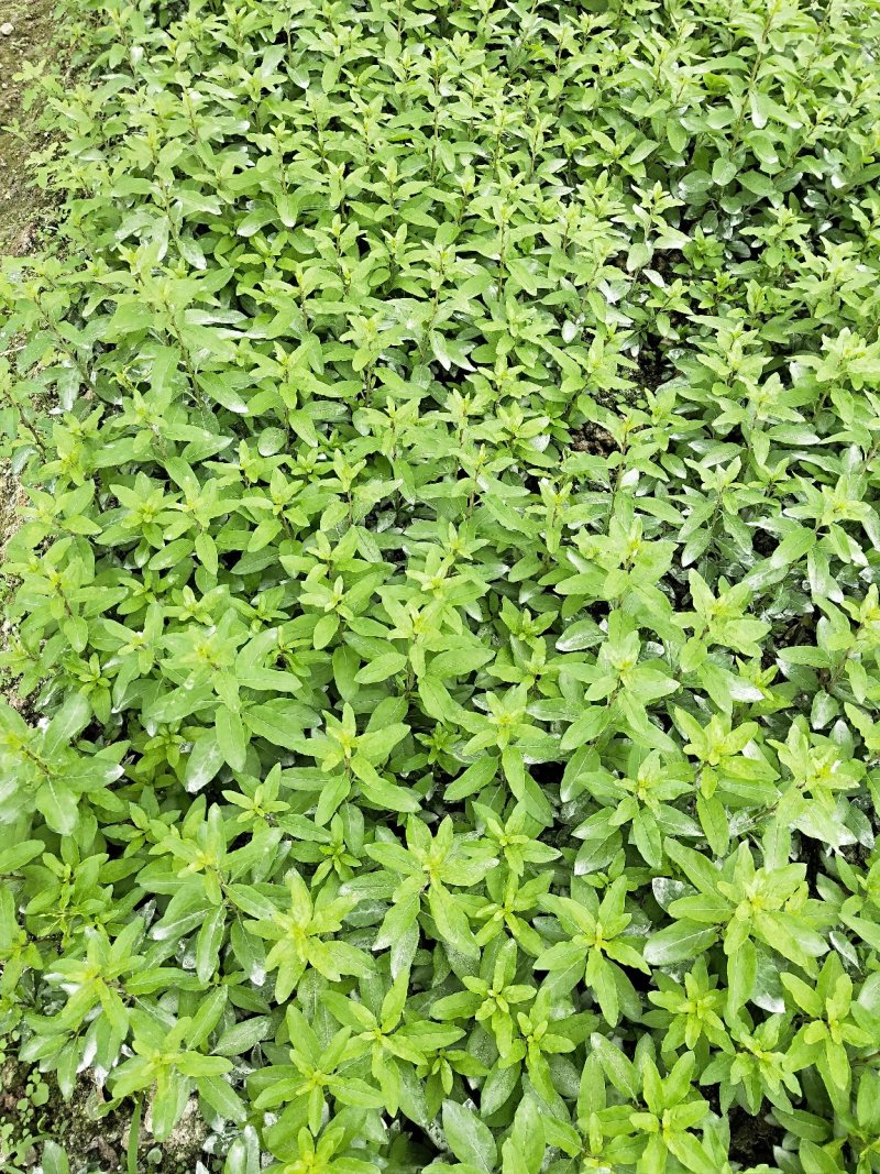 枸杞叶苗枸杞菜枸杞树苗枸杞盆栽,种植大叶食用枸杞