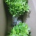 枸杞叶苗枸杞菜枸杞树苗枸杞盆栽,种植大叶食用枸杞
