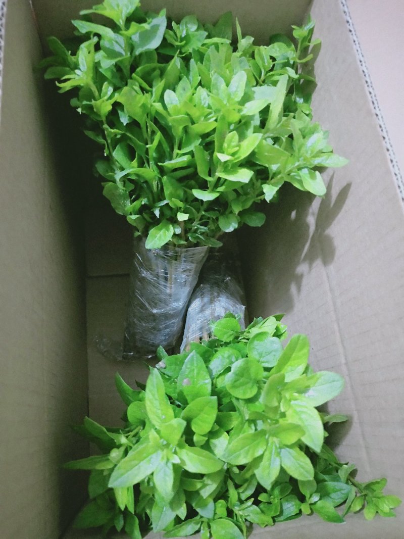 枸杞叶苗枸杞菜枸杞树苗枸杞盆栽,种植大叶食用枸杞