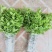 枸杞叶苗枸杞菜枸杞树苗枸杞盆栽,种植大叶食用枸杞