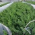 枸杞叶苗枸杞菜枸杞树苗枸杞盆栽,种植大叶食用枸杞