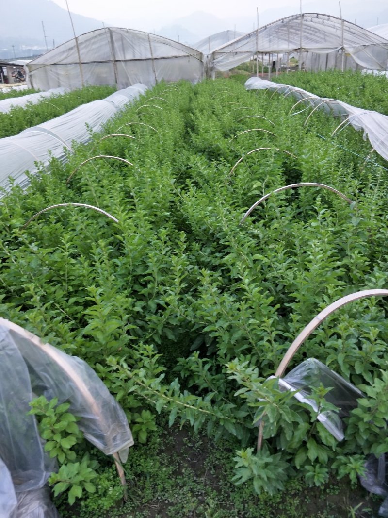 枸杞叶苗枸杞菜枸杞树苗枸杞盆栽,种植大叶食用枸杞