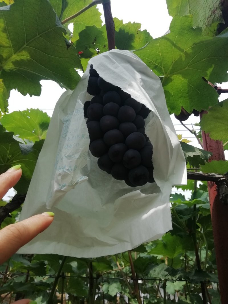 夏黑葡萄颗粒大串行紧凑