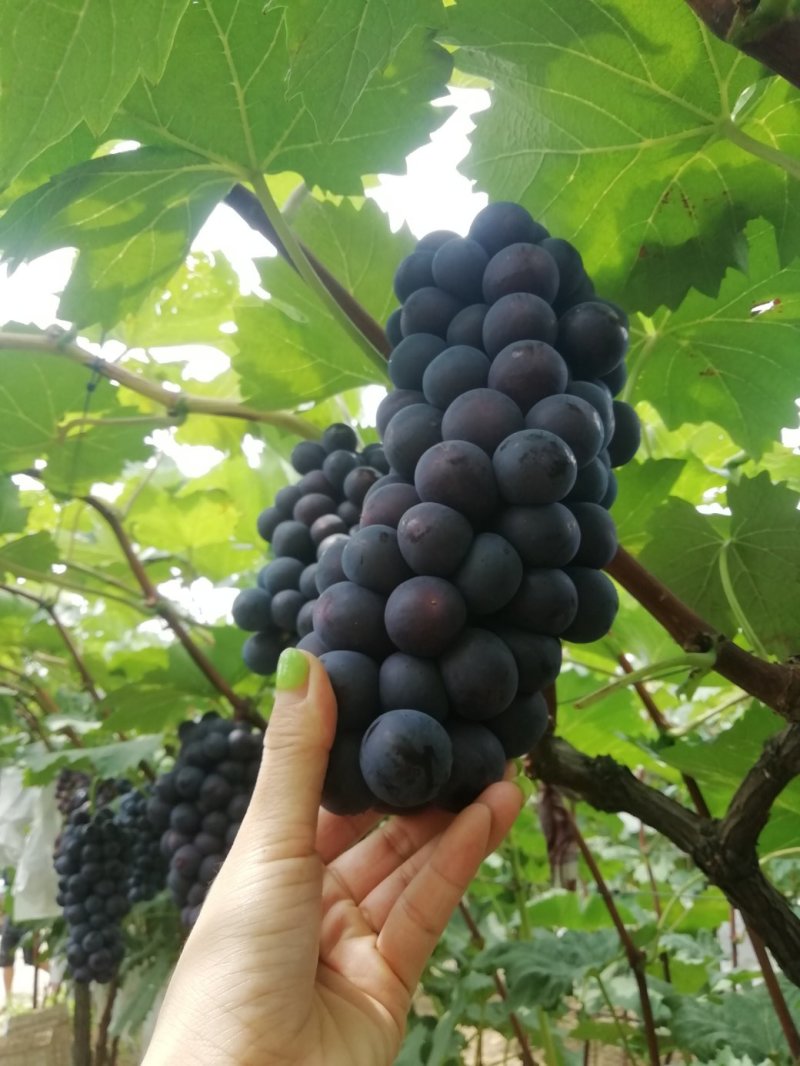 夏黑葡萄颗粒大串行紧凑