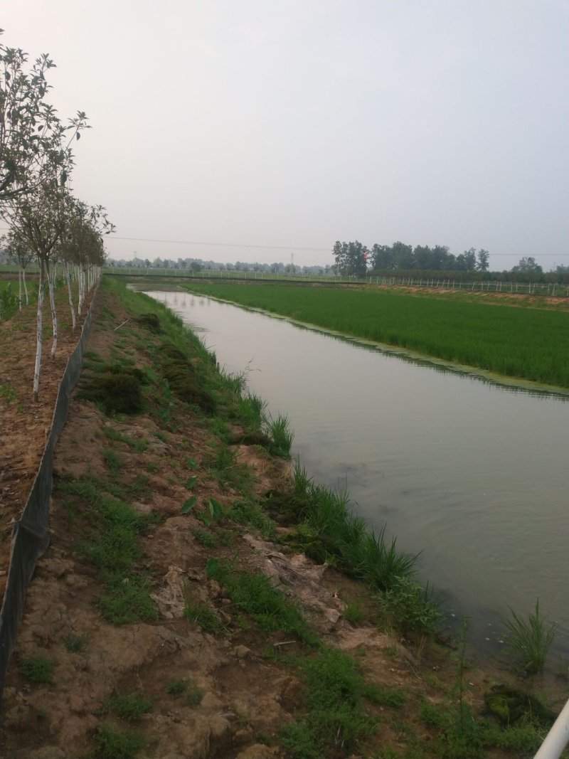 调水降氨,分解有害物质