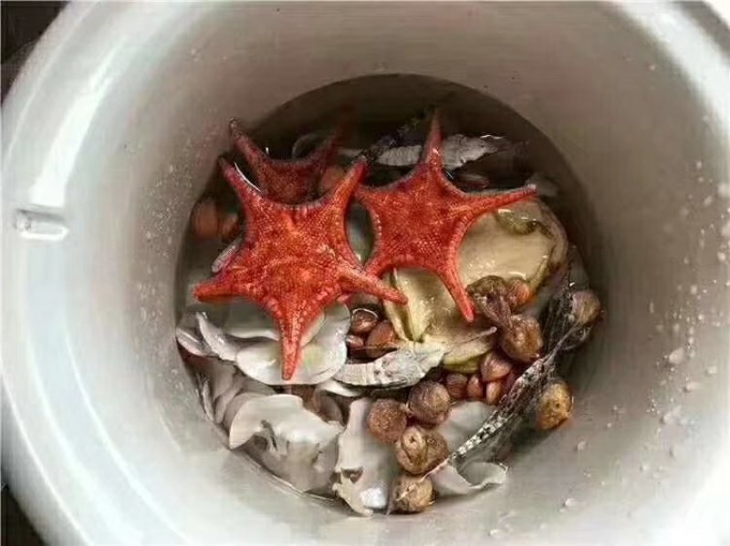 海麻雀汤包