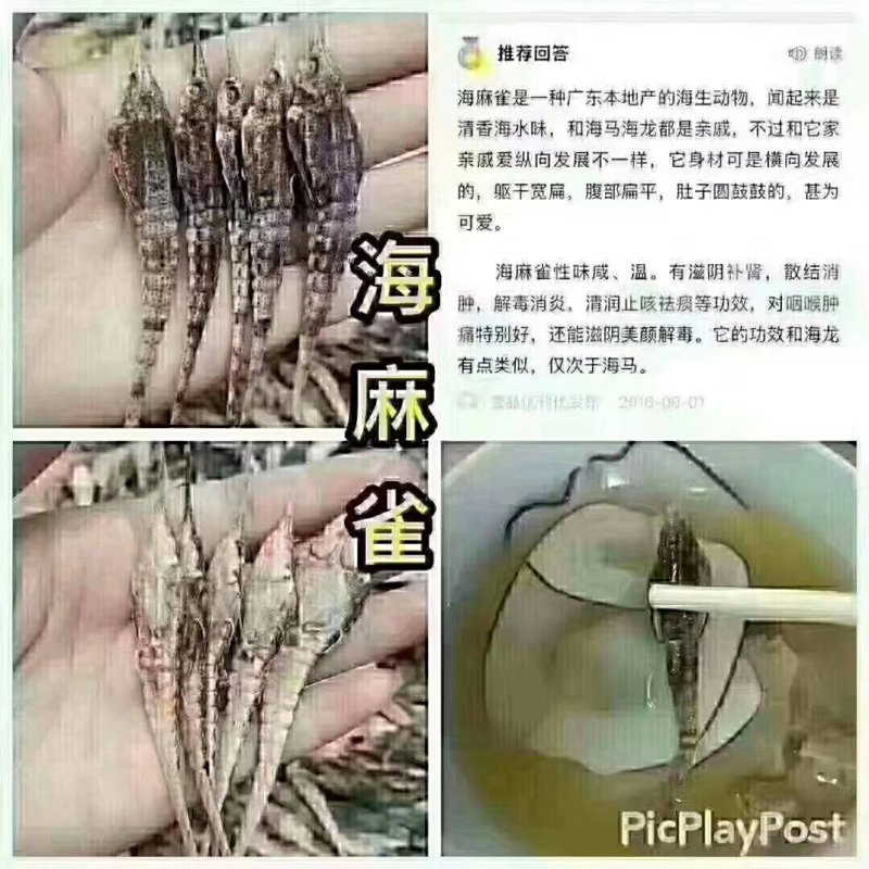 海麻雀汤包
