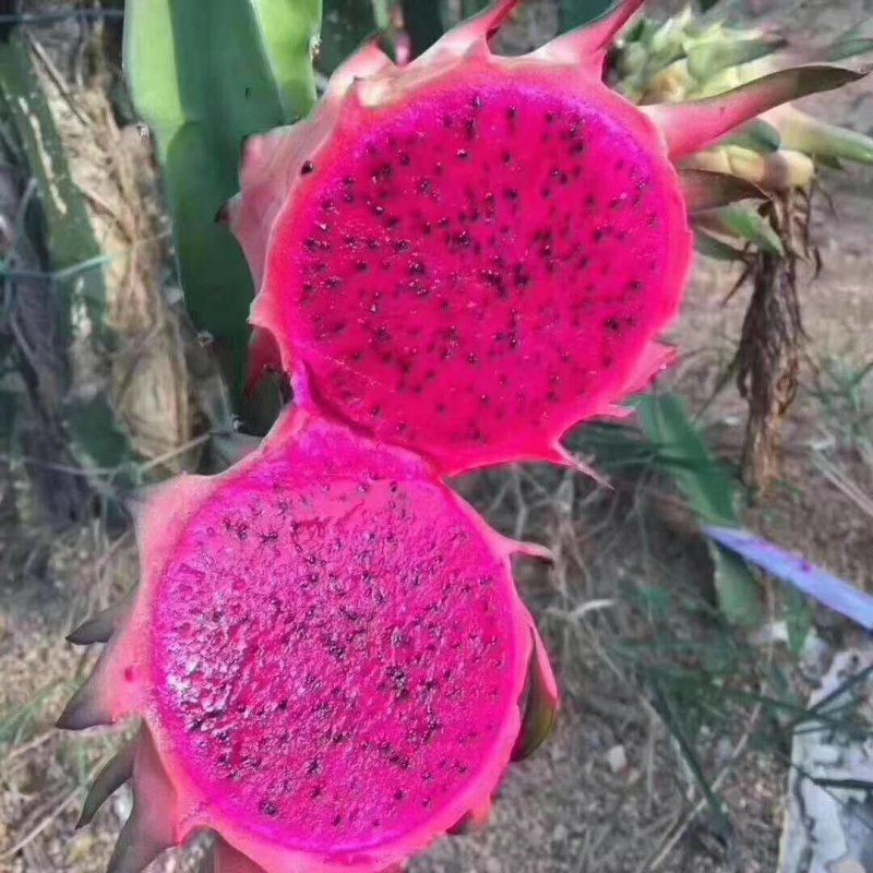 火龙果中（5-7两）
