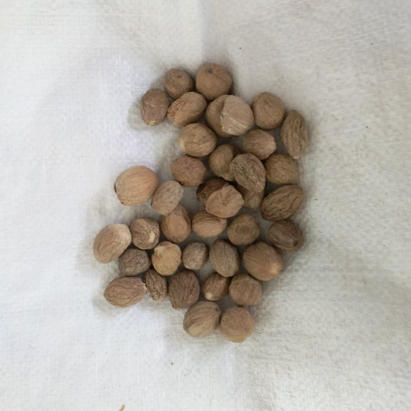 肉豆蔻振兴药材批发供应肉蔻产地批发价