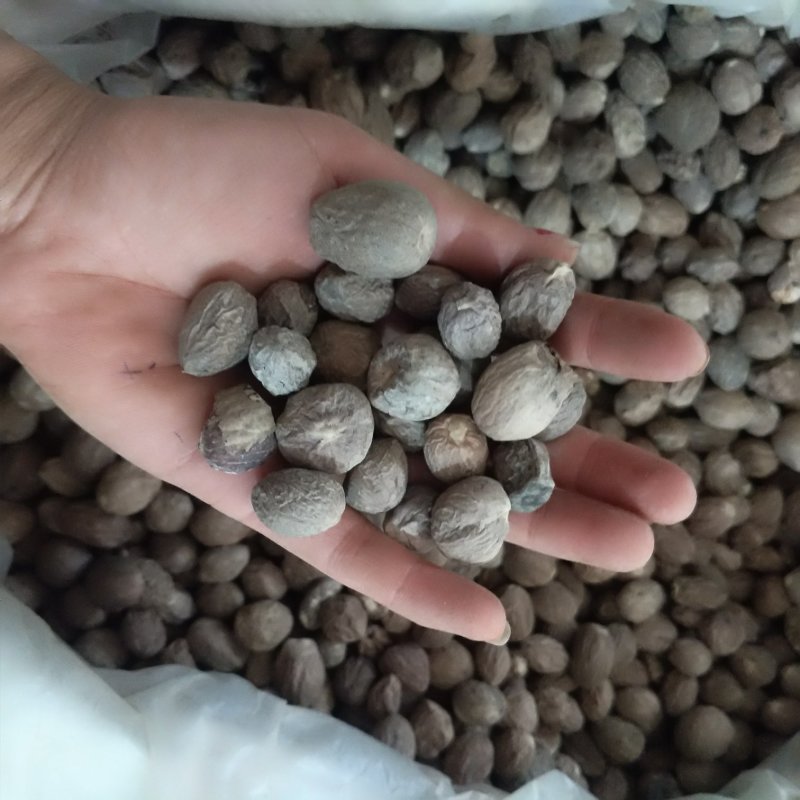 肉豆蔻振兴药材批发供应肉蔻产地批发价