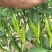 辣椒