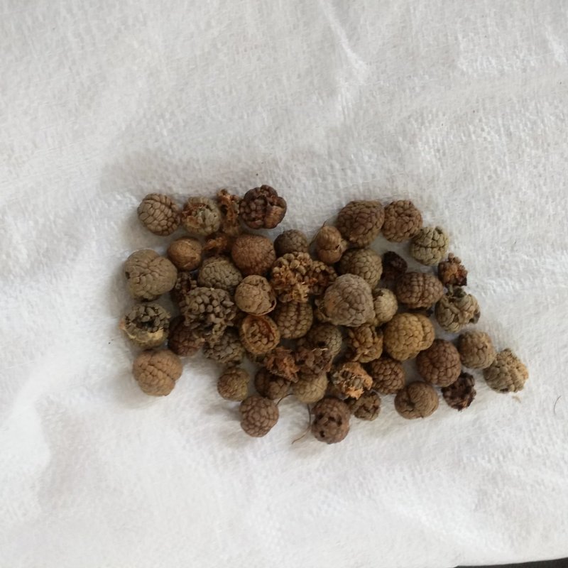 振兴药材批发大草寇规格齐全产地直供一手货源全国发货