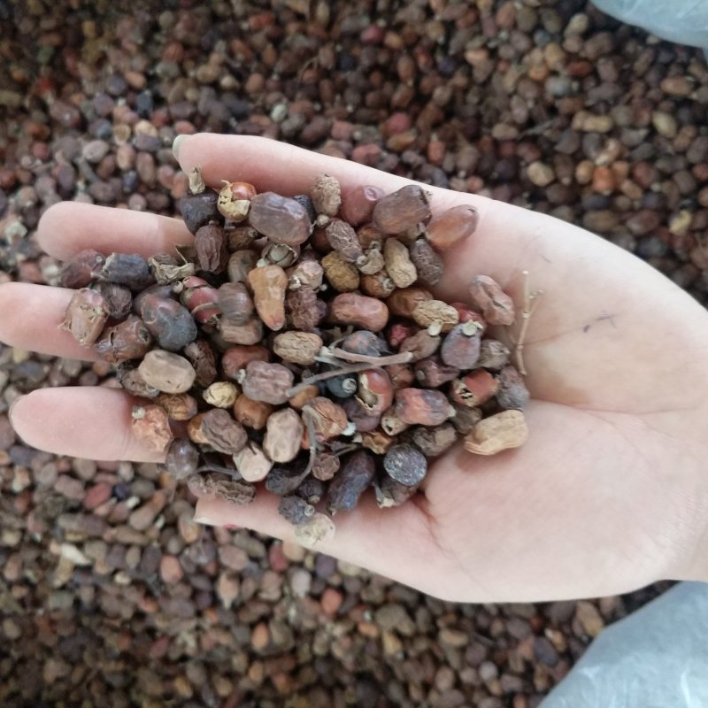 振兴药材批发供应红蔻规格齐全产地直供一手货源全国发货