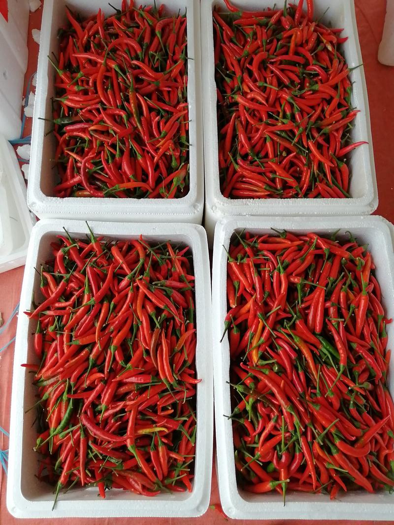 小米椒，万亩小米椒基地，支持全国发货，提供各种包装