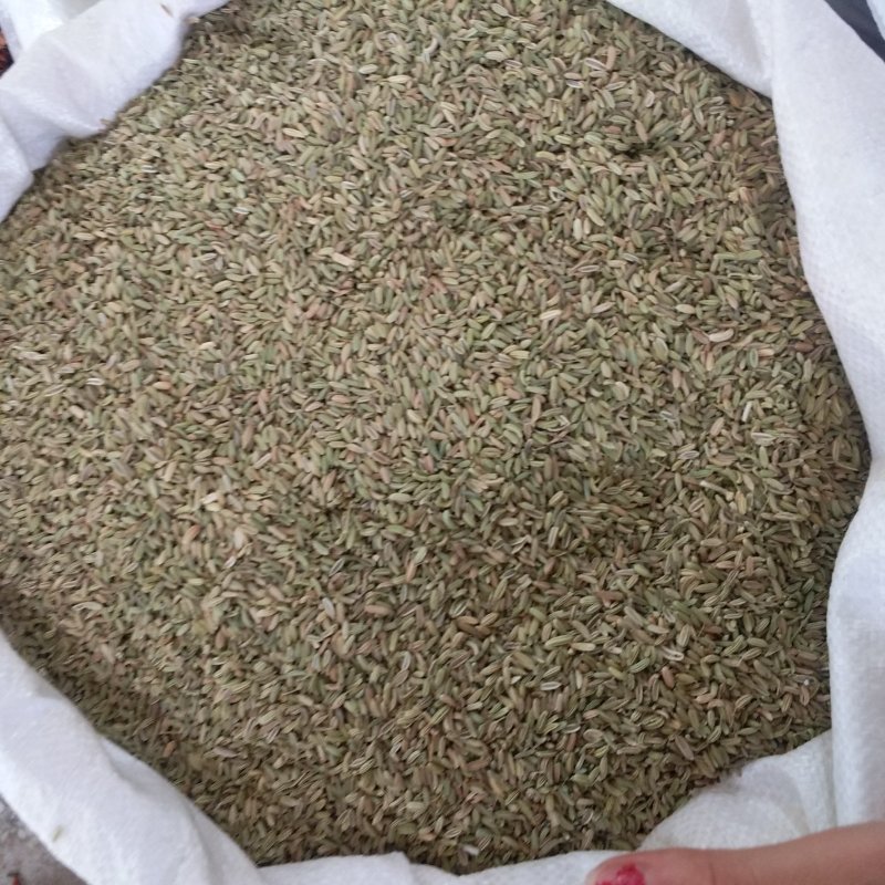 小茴香振兴药材批发供应绿色小茴香产地批发价