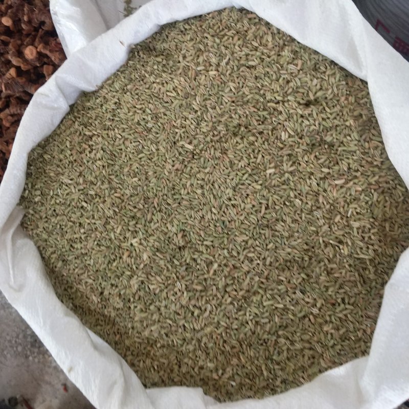 小茴香振兴药材批发供应绿色小茴香产地批发价