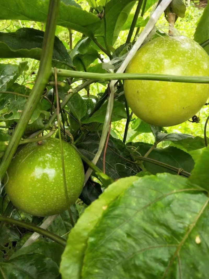 纯正黄金百香果嫁接苗（芭乐味），当年结果