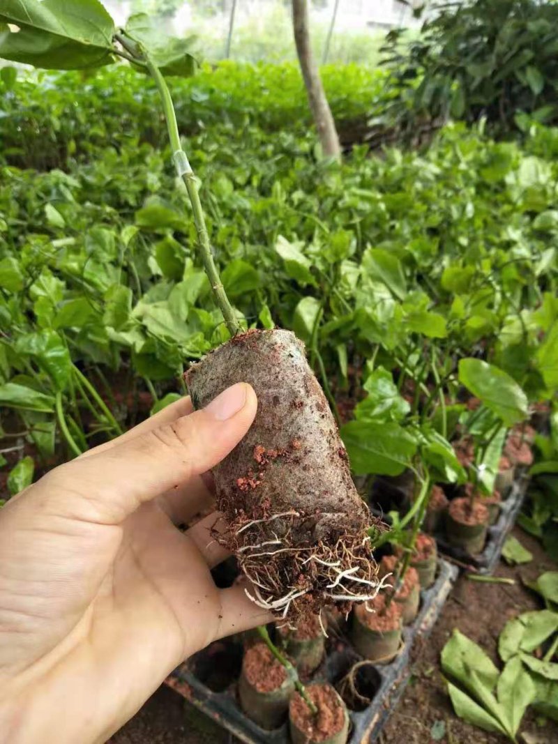 纯正黄金百香果嫁接苗（芭乐味），当年结果