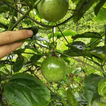 纯正黄金百香果嫁接苗（芭乐味），当年结果