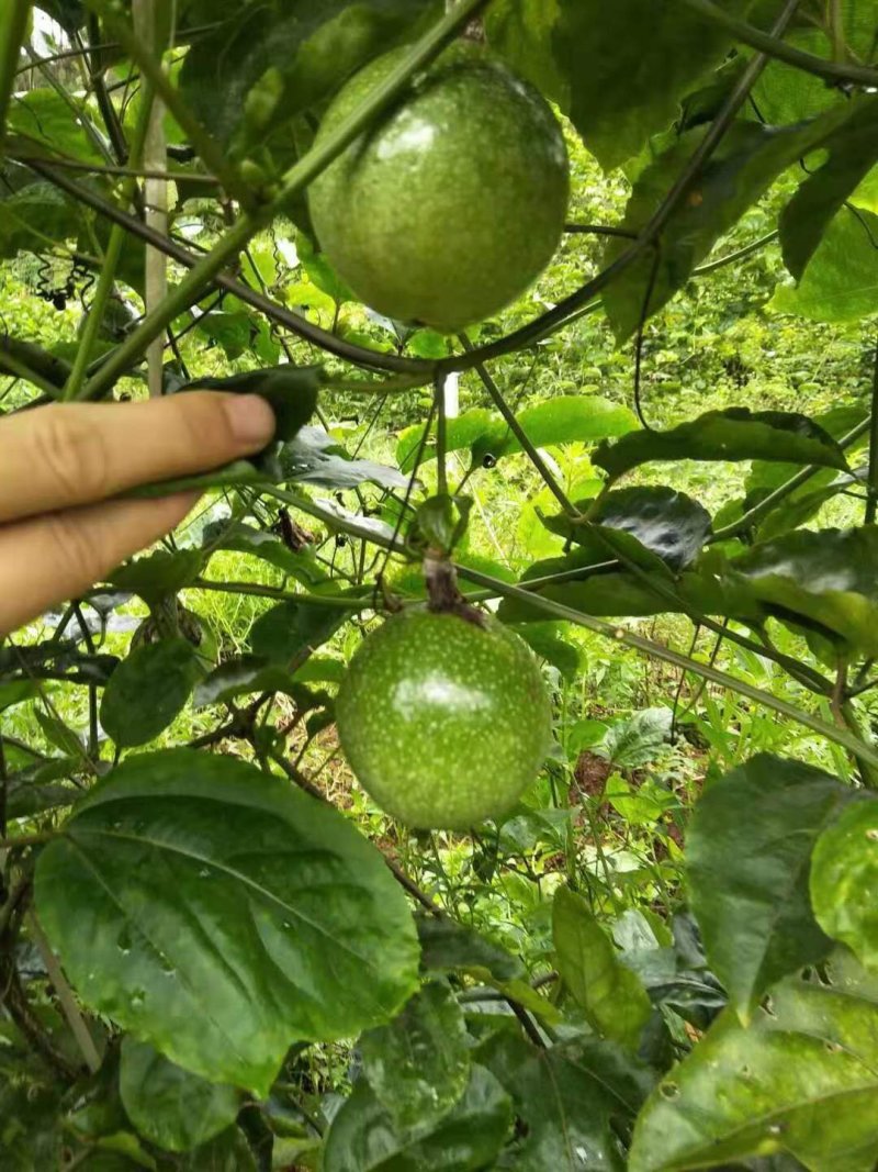 纯正黄金百香果嫁接苗（芭乐味），当年结果