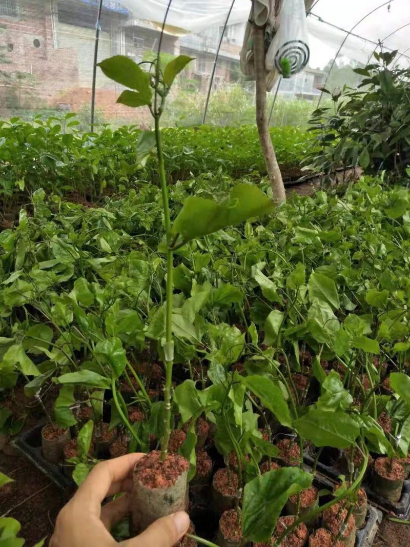 纯正黄金百香果嫁接苗（芭乐味），当年结果