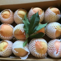 奉化水蜜桃