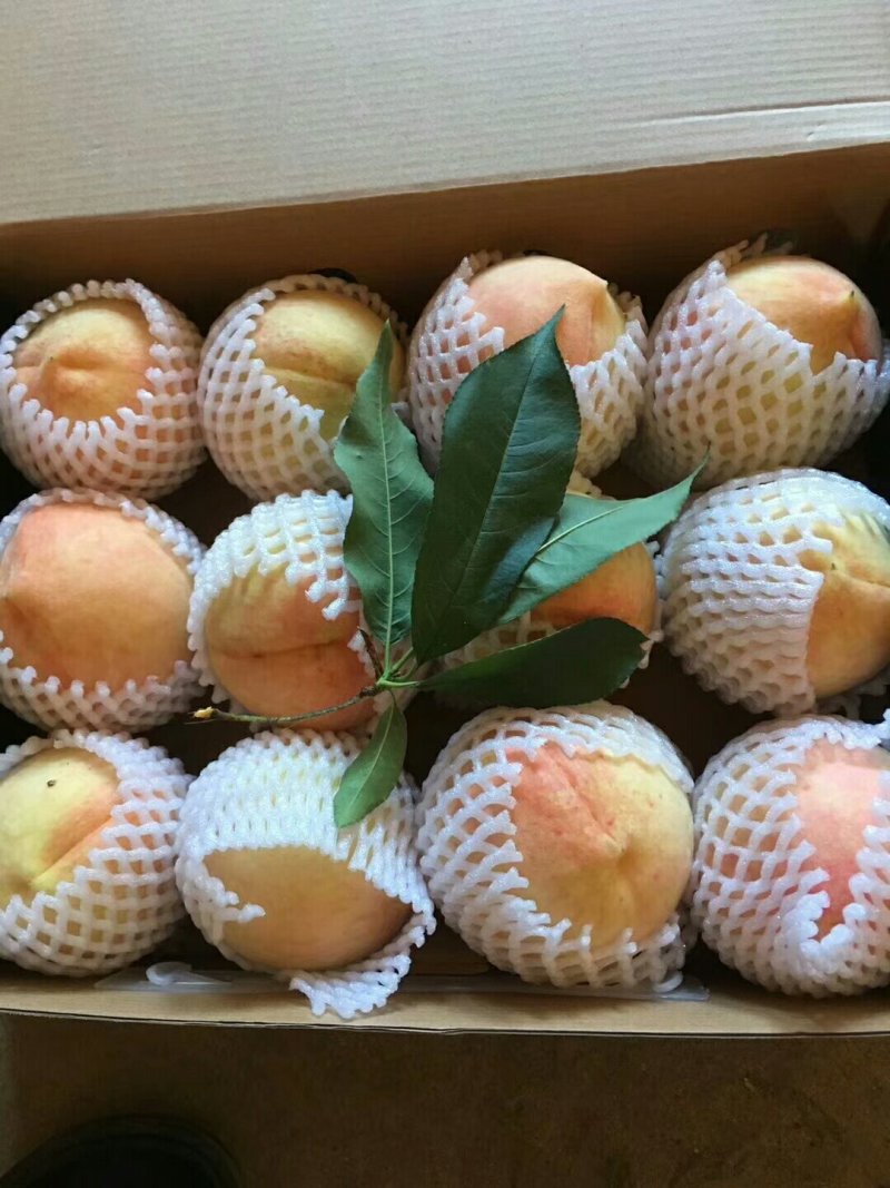 奉化水蜜桃