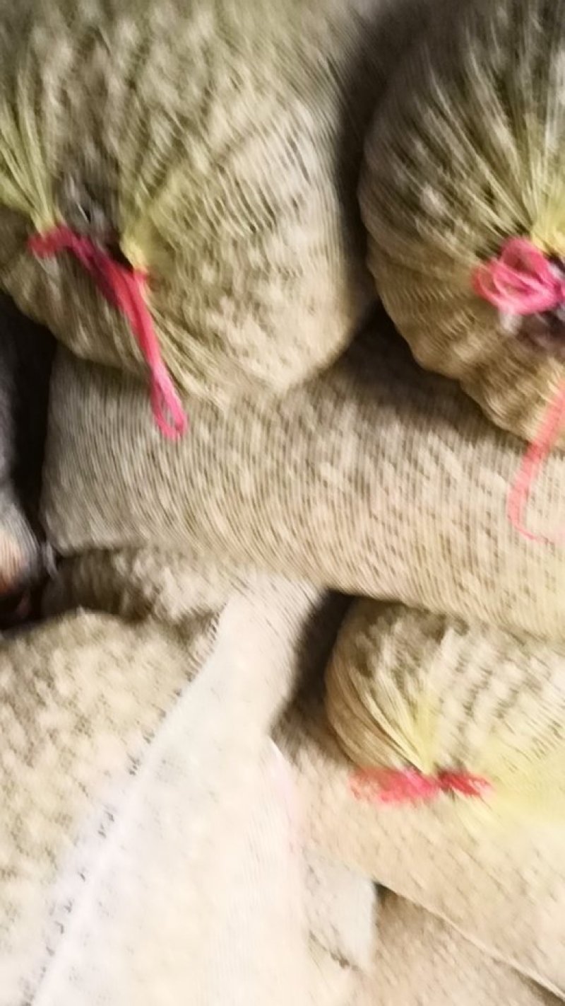 小白沙花生，两粒玫瑰红花生。鲜果