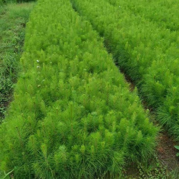 马尾松杯苗