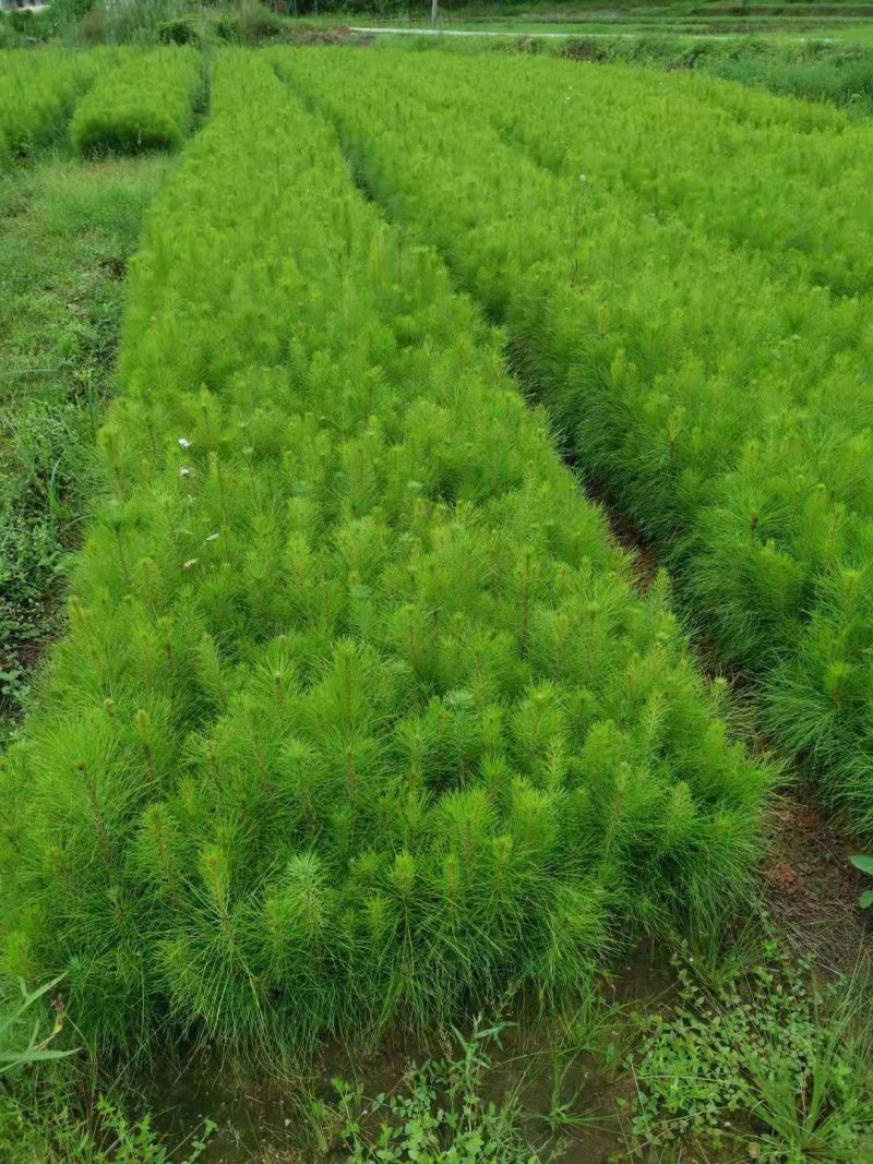 马尾松杯苗