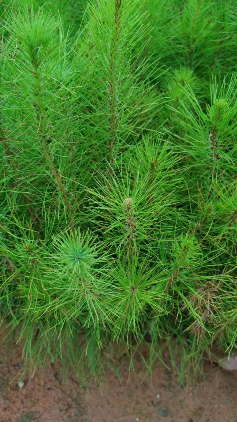 马尾松杯苗