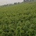 榉树小苗