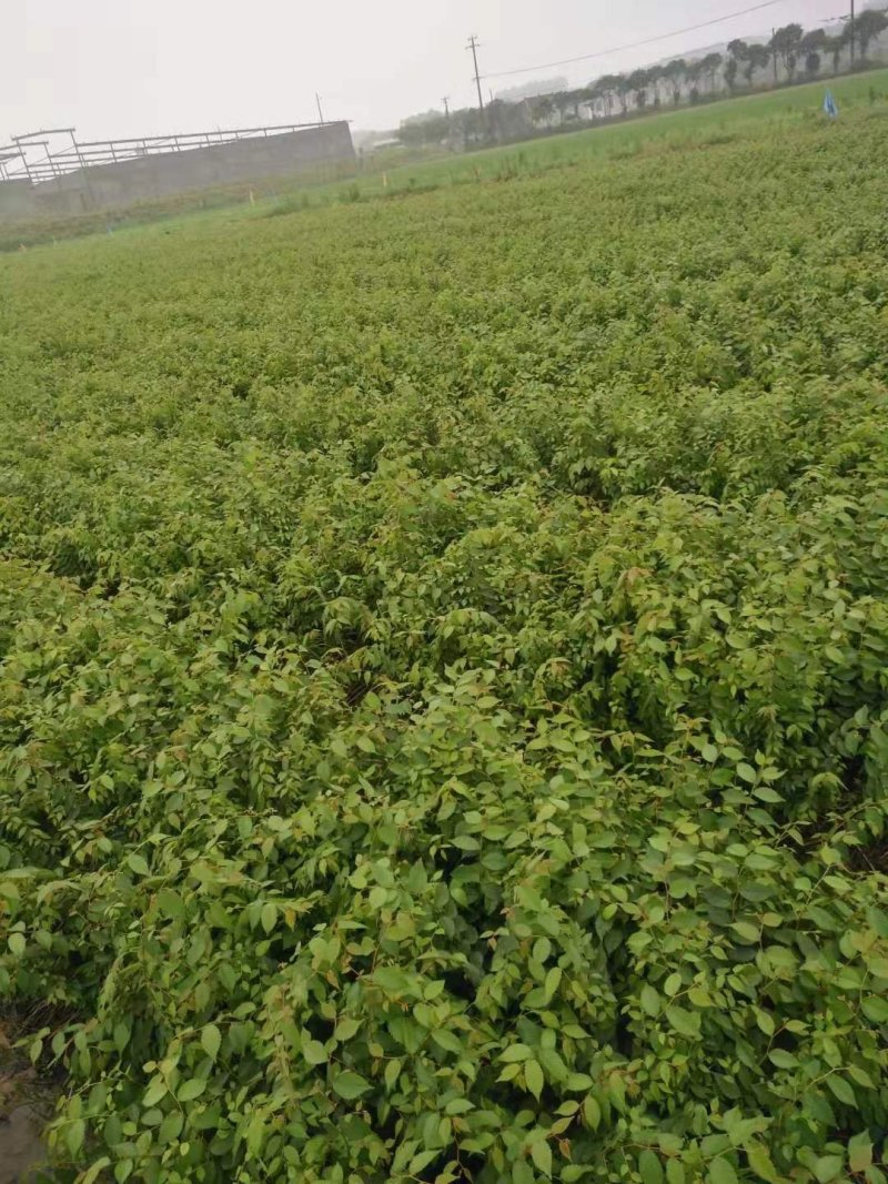 榉树小苗