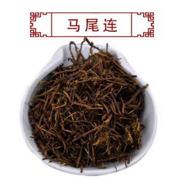 马尾连马尾莲供应上千种中药材批发零售量大从优