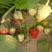 达赛莱克特草莓苗，基地直供，价格公平，货源充足，，，，