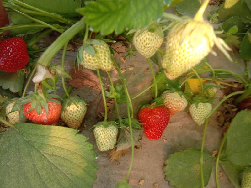 达赛莱克特草莓苗，基地直供，价格公平，货源充足，，，，