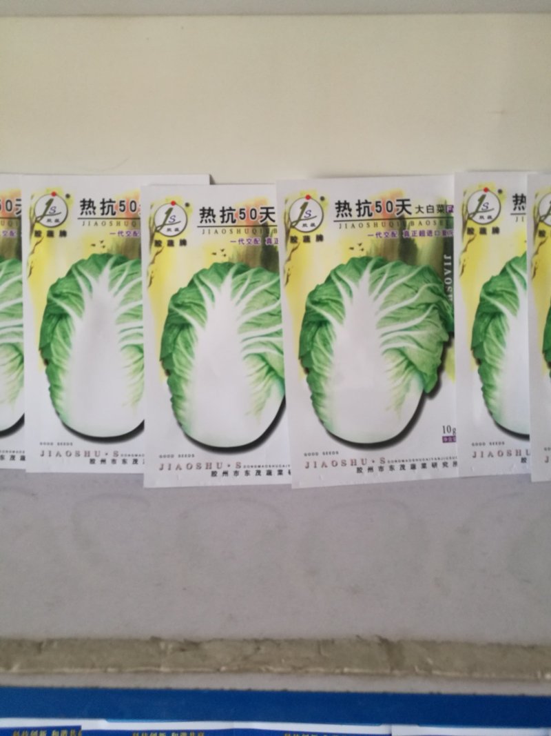 抗热50天大白菜种子