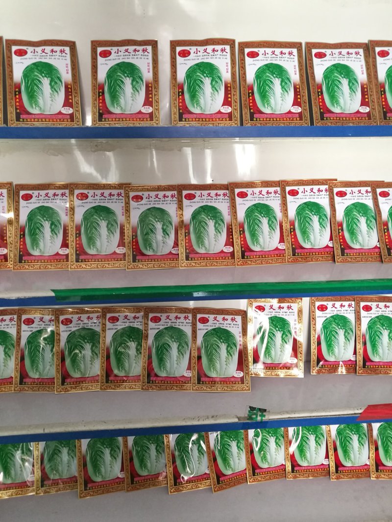 抗热50天大白菜种子