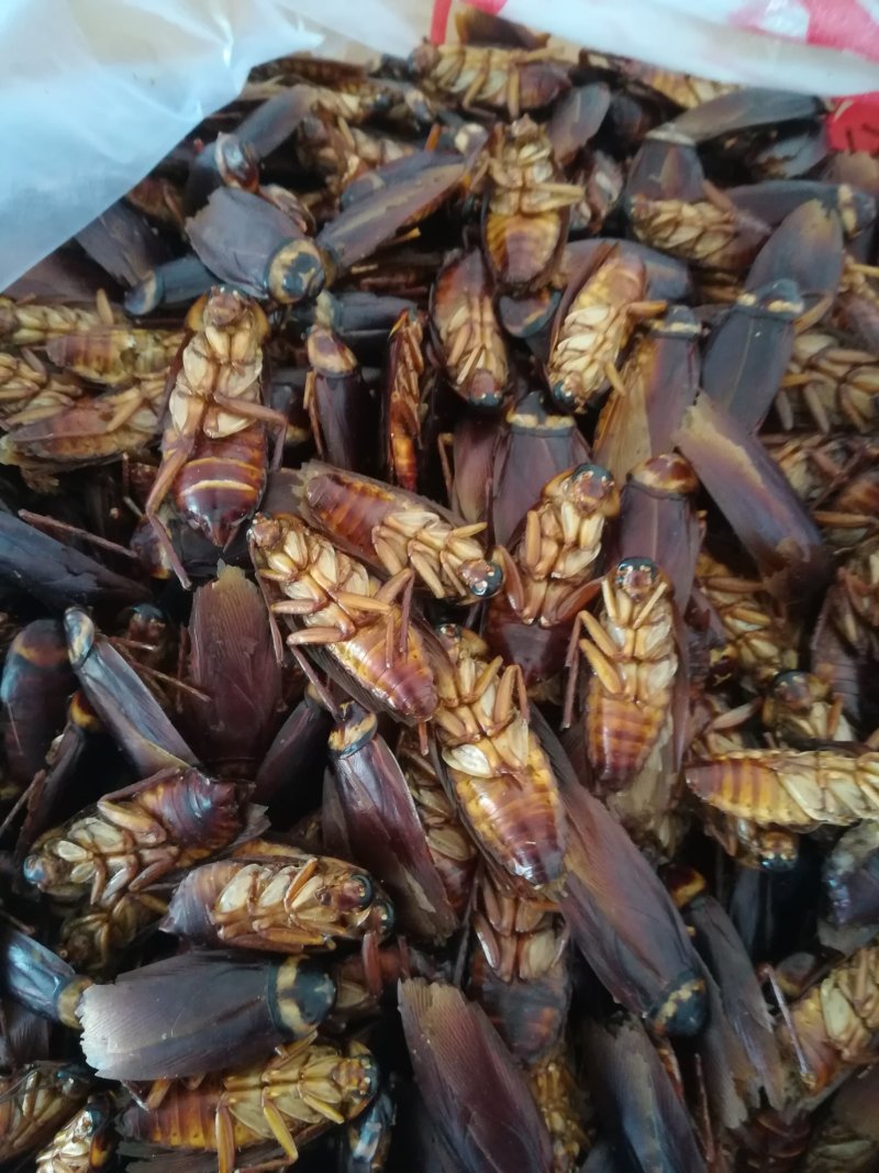 蟑螂美洲大蠊中药材