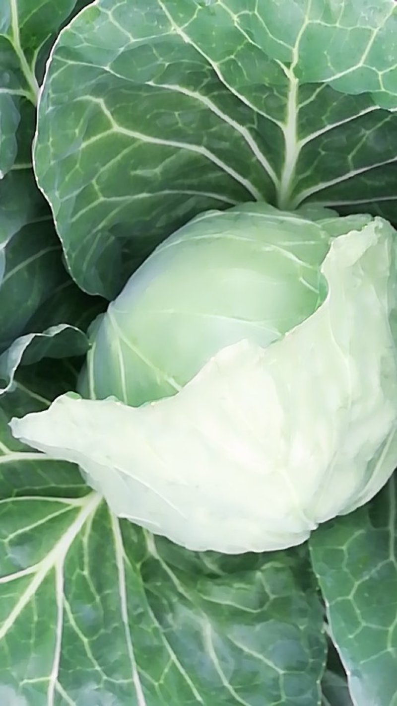 绿甘蓝，