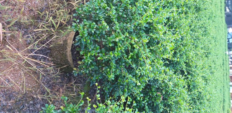 福建茶苗大量供应一次合作终身朋友