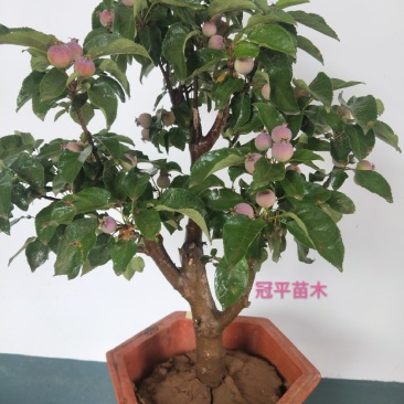 苹果盆栽红肉苹果盆景苹果树盆景室内外南北种植当年结果