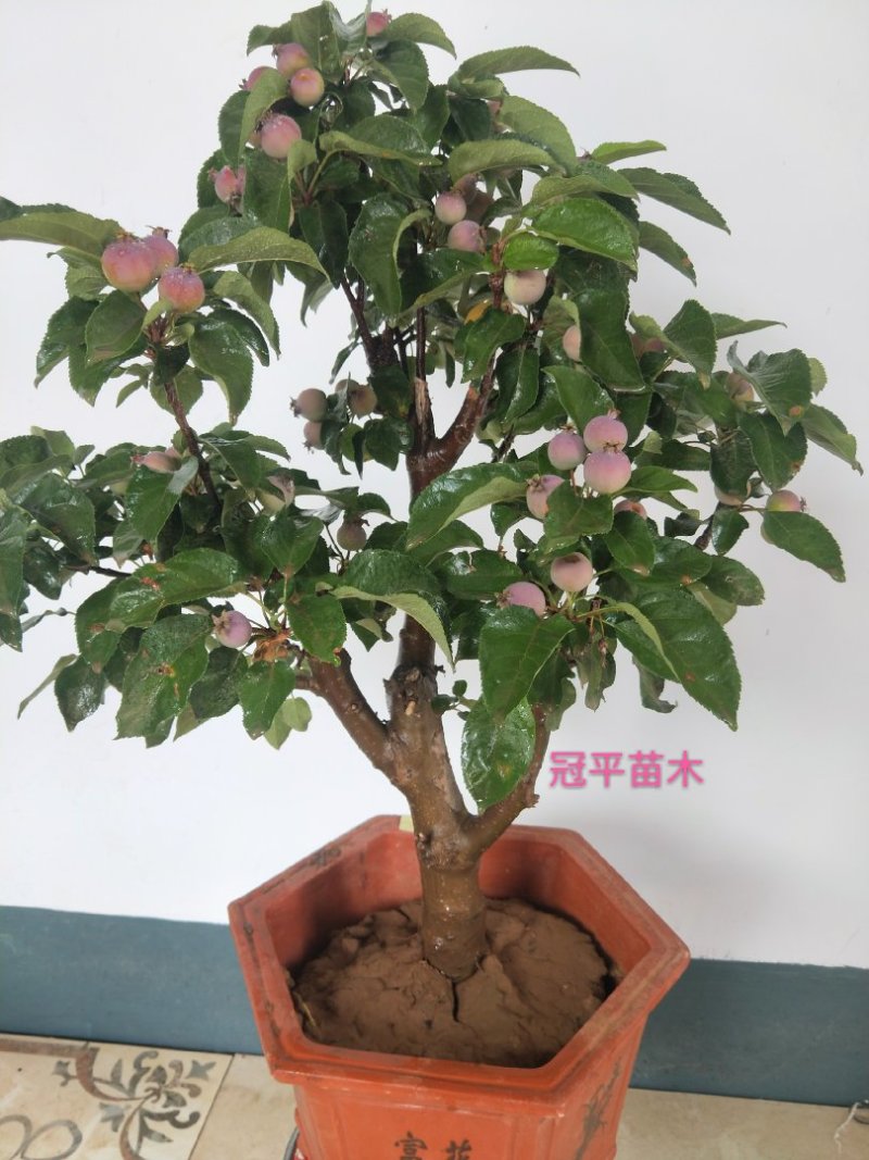 苹果盆栽红肉苹果盆景苹果树盆景室内外南北种植当年结果