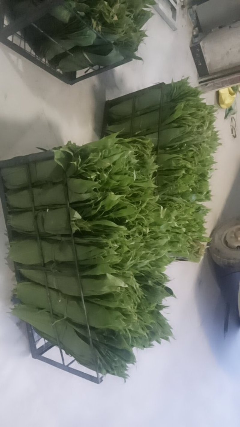 粽子叶