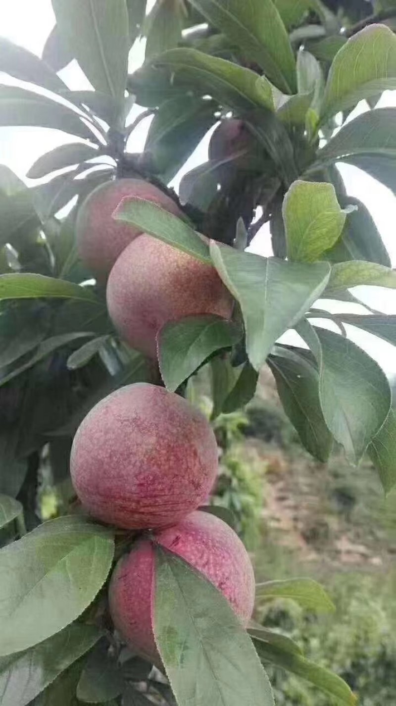 桃形李