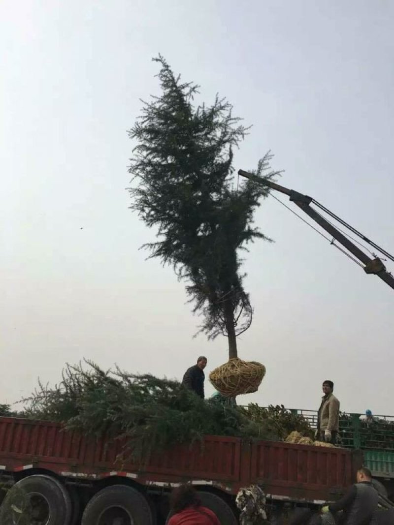 求购宝塔松苗木求购宝塔松苗木苗圃大量供应